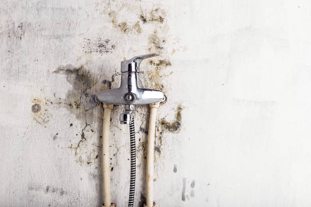 Best Same-Day Mold Removal  in Los Osos, CA