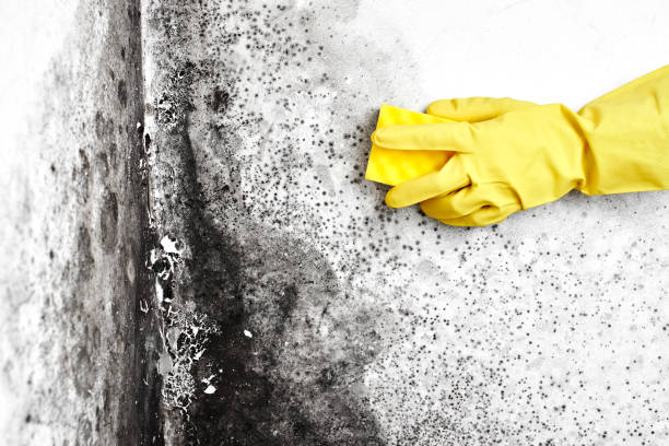 Best Toxic Mold Removal  in Los Osos, CA
