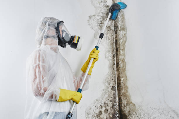 Best Residential Mold Removal  in Los Osos, CA