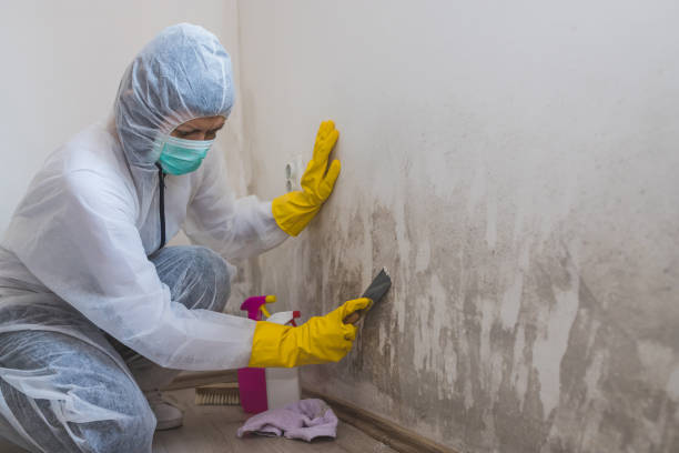 Best Attic Mold Removal  in Los Osos, CA