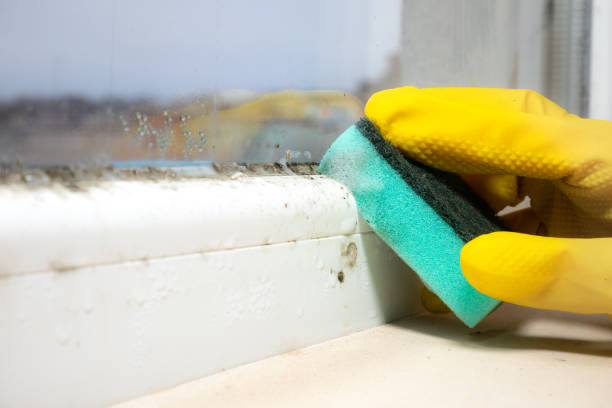 Best Mold Removal Company Near Me  in Los Osos, CA