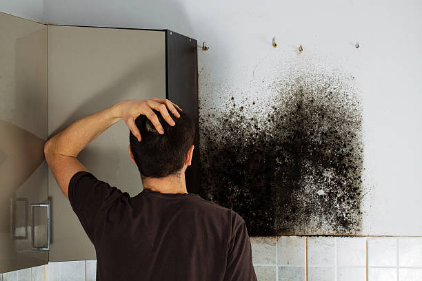 Best Fast Mold Removal  in Los Osos, CA