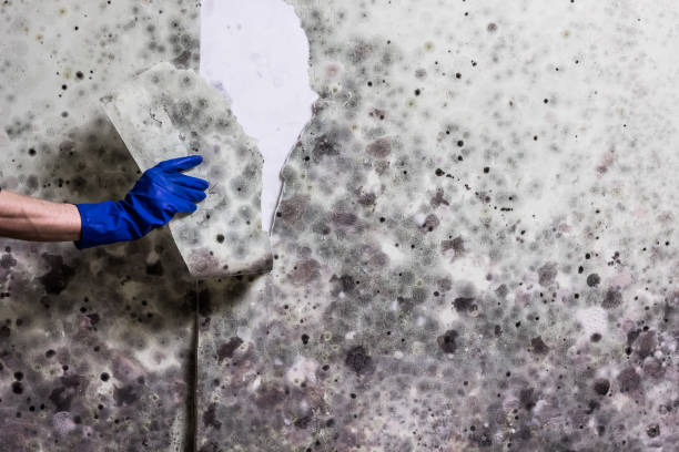 Best Office Mold Removal Services  in Los Osos, CA